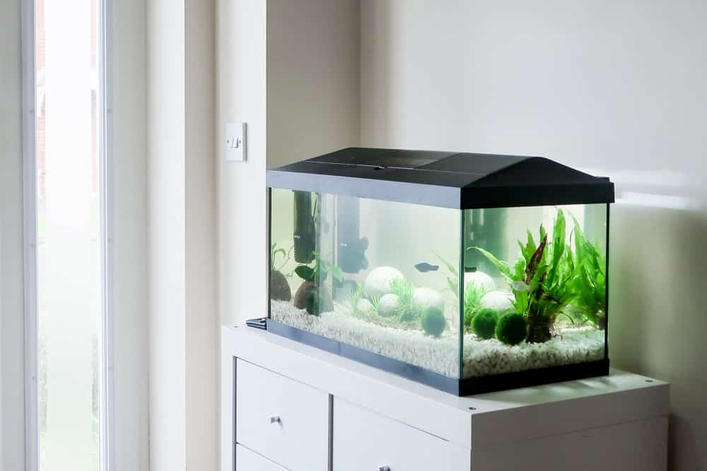 Home Aquarium Setup